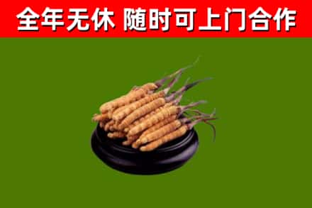 白山烟酒回收冬虫夏草.jpg